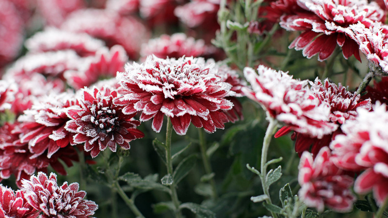 Как правильно укрыть хризантемы на зиму: 2 простых способа, чтобы цветы не вымерзли