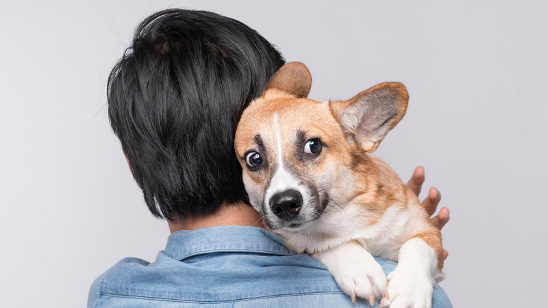 Кинолог предупредил о влиянии погоды на собак