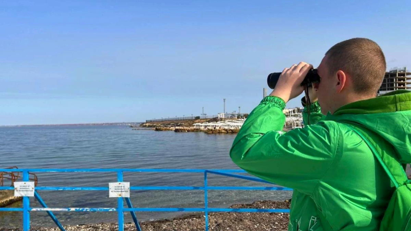 Поиски выброшенных в Севастополе дельфинов результатов пока не дали