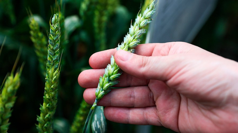 Сельхозпроизводители инвестировали сотни млн рублей в импортозамещение семян