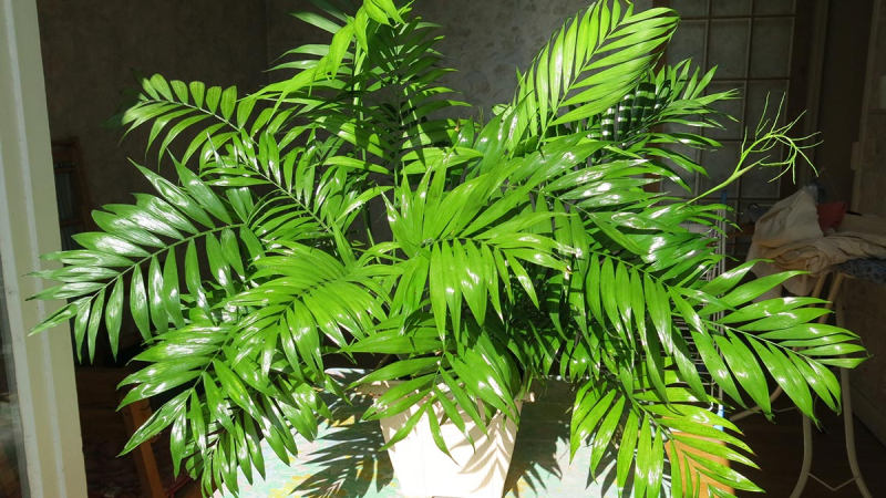 Тропики в домашних условиях: 5 комнатных пальм, которые сможет вырастить каждый
