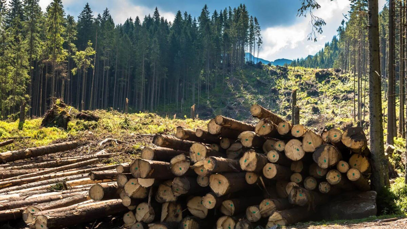 В Москве создадут дорожную карту для лесной промышленности и ее смежников
