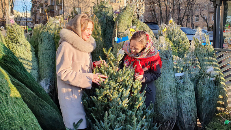 Готовимся к Новому году: когда лучше купить живую елку
