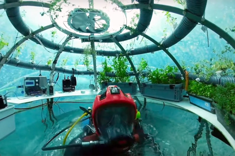 Итальянские дайверы научились выращивать овощи в подводных теплицах