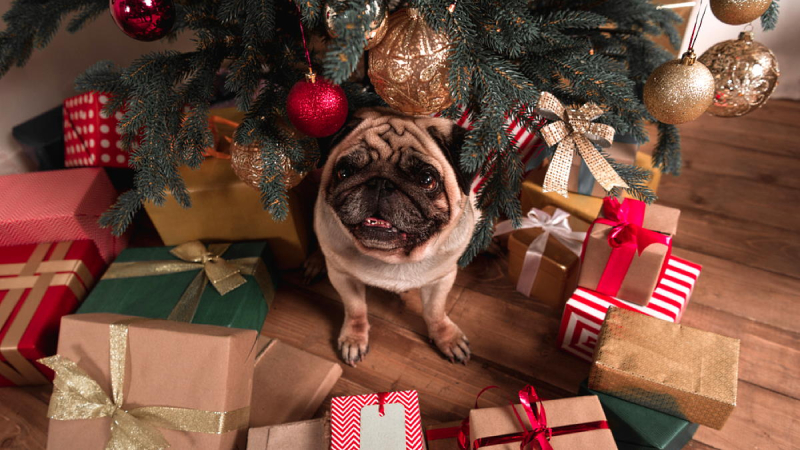 Новый год с питомцем: чем категорически нельзя угощать собак и кошек