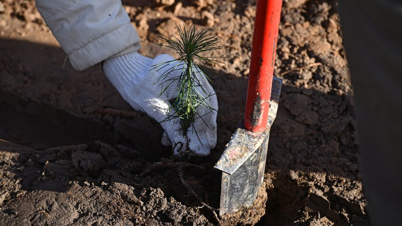 В России начнут массово озеленять крыши
