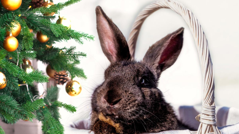 Желания, которые Кролик не исполнит: что нельзя загадывать на Новый год – 2023